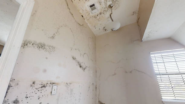 Best Mold Prevention Services  in Offutt Af, NE